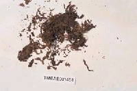 藏品(泥炭苔屬)的圖片